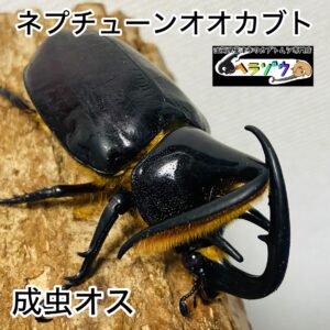 ネプチューンオオカブト 成虫 オス 81mm