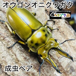 【即ブリ】ババオウゴンオニクワガタ 成虫 ペア 64mm