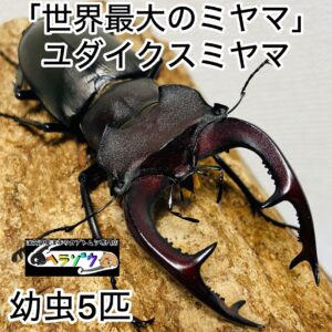 ユダイクスミヤマクワガタ 幼虫 5匹 (ヨーロッパミヤマクワガタ 亜種)