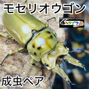 【即ブリ】モセリオウゴンオニクワガタ 成虫 ペア 63mm
