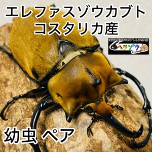 コスタリカ産 エレファスゾウカブト ssp. 幼虫 ペア