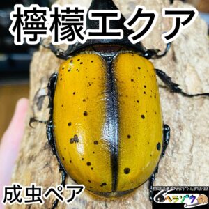 【檸檬エクア】ヘラクレスオオカブト 亜種エクアトリアヌス 成虫 ペア 125mm