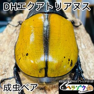 ヘラクレスオオカブト 亜種エクアトリアヌス 成虫 ペア 132mm