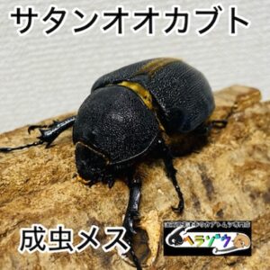 【即ブリ】サタンオオカブト 成虫 メス 62mm