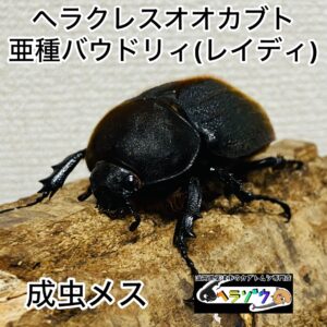 【即ブリ】ヘラクレスオオカブト 亜種バウドリィ (亜種レイディ) 成虫 メス 60mmUP