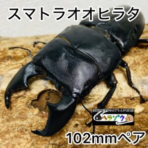 スマトラオオヒラタ 成虫 ペア 102mm