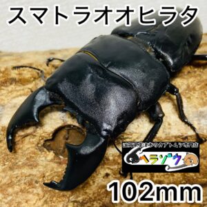 スマトラオオヒラタ 成虫 オス 102mm