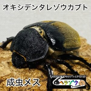【即ブリ】オキシデンタレゾウカブト (メキシコゾウカブト) 成虫 メス