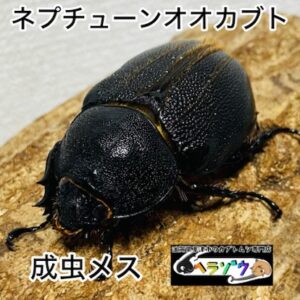 ネプチューンオオカブト 成虫 メス
