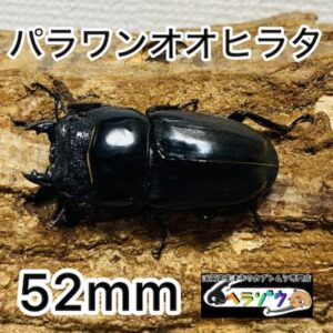 【大型】パラワンオオヒラタ 成虫 メス 52mm
