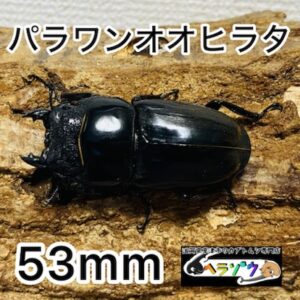 【大型】パラワンオオヒラタ 成虫 メス 53mm