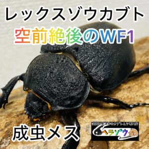 【WF1】レックスゾウカブト 成虫 メス 80mm (アクティオンゾウカブト 亜種jonannae)