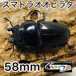 【超特大】スマトラオオヒラタ 成虫 メス 58mm