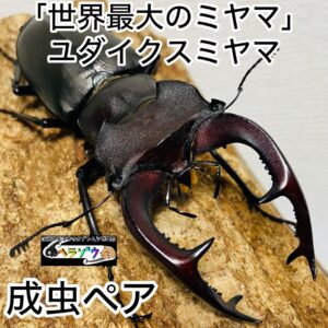 ユダイクスミヤマクワガタ 成虫 ペア 77mm ユダイクスミヤマ ヨーロッパミヤマクワガタ