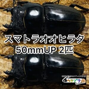 スマトラオオヒラタ 成虫 メス 50mmUP 2匹