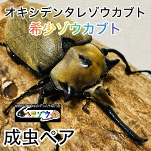 オキシデンタレゾウカブト 成虫 ペア 100mm メキシコゾウカブト