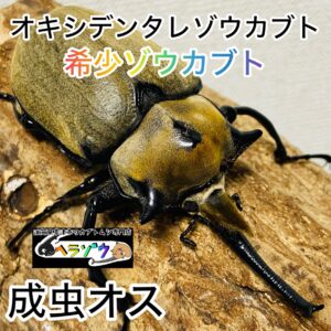 オキシデンタレゾウカブト 成虫 オス 100mm メキシコゾウカブト