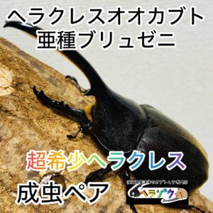 ヘラクレスオオカブト 亜種ブリュゼニ 成虫 ペア 111mm 亜種トリニダーデンシス