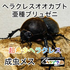 ヘラクレスオオカブト 亜種ブリュゼニ 成虫 メス 60mmUP 亜種トリニダーデンシス