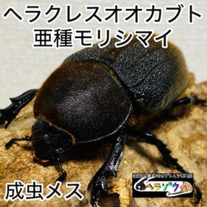 ヘラクレスオオカブト 亜種モリシマイ 成虫 メス