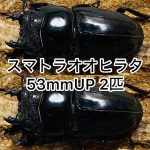 スマトラオオヒラタ 成虫 メス 53mmUP 2匹