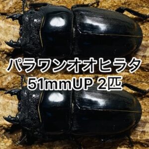 パラワンオオヒラタ 成虫 メス 51mmUP 2匹