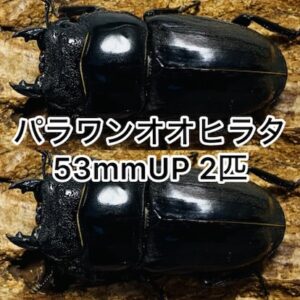 パラワンオオヒラタ 成虫 メス 53mmUP 2匹