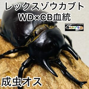 レックスゾウカブト 成虫 オス 100mm アクティオンゾウカブト