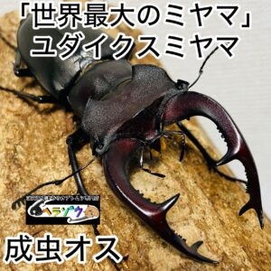 ユダイクスミヤマクワガタ 成虫 オス 75mm ユダイクスミヤマ ヨーロッパミヤマクワガタ