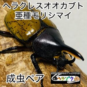 【即ブリ】ヘラクレスオオカブト 亜種モリシマイ 成虫 ペア