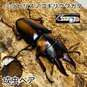 ミラビリスノコギリクワガタ 成虫 ペア