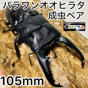 パラワンオオヒラタ 成虫 ペア 105mm