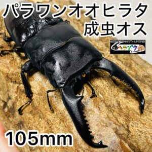 パラワンオオヒラタ 成虫 オス 105mm