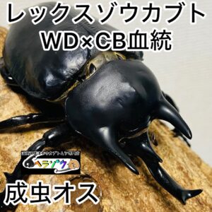 レックスゾウカブト 成虫 オス 96mm アクティオンゾウカブト