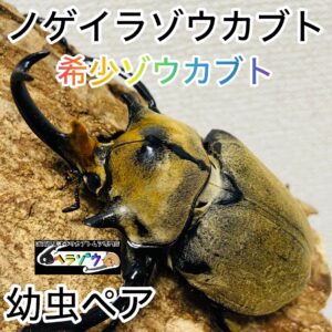 ノゲイラゾウカブト 幼虫 ペア