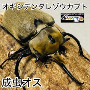 オキシデンタレゾウカブト 成虫 オス 105mm メキシコゾウカブト