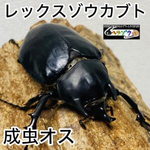 レックスゾウカブト 成虫 オス 64mm アクティオンゾウカブト