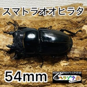 【特大】スマトラオオヒラタ 成虫 メス 54mm