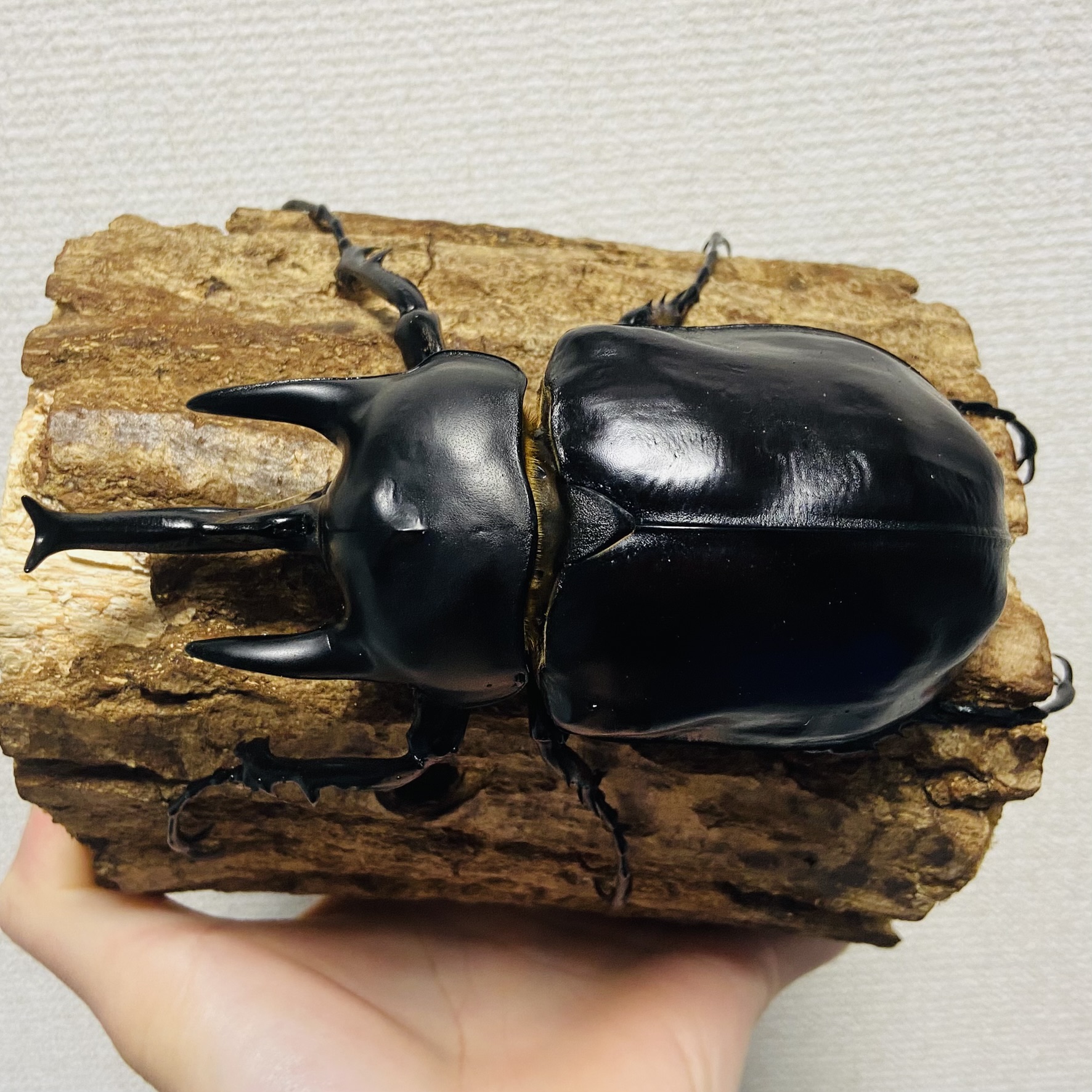 【WF1】レックスゾウカブト 成虫 オス 120mm アクティオンゾウカブト - 画像 (2)