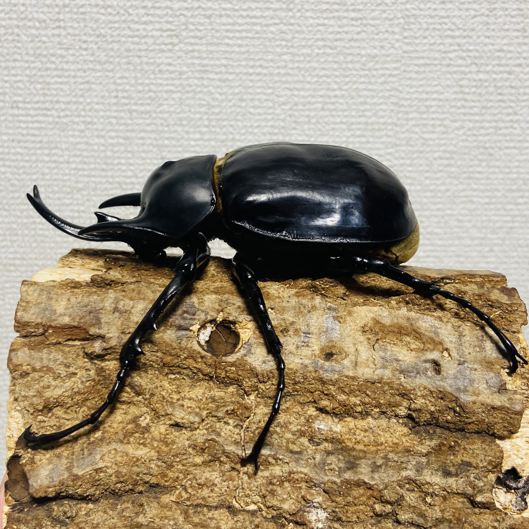 【WF1】レックスゾウカブト 成虫 オス 120mm アクティオンゾウカブト - 画像 (3)