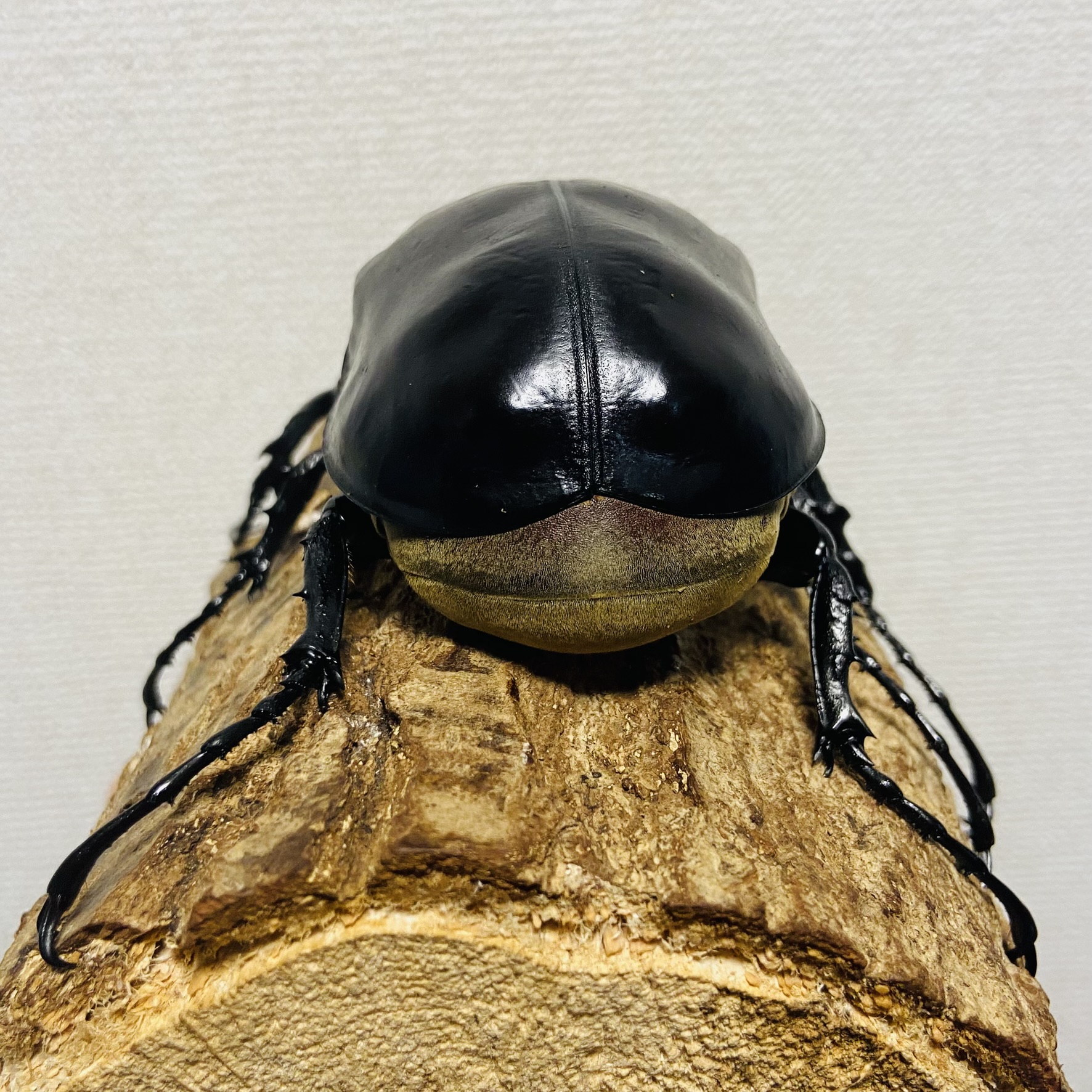 【WF1】レックスゾウカブト 成虫 オス 120mm アクティオンゾウカブト - 画像 (4)
