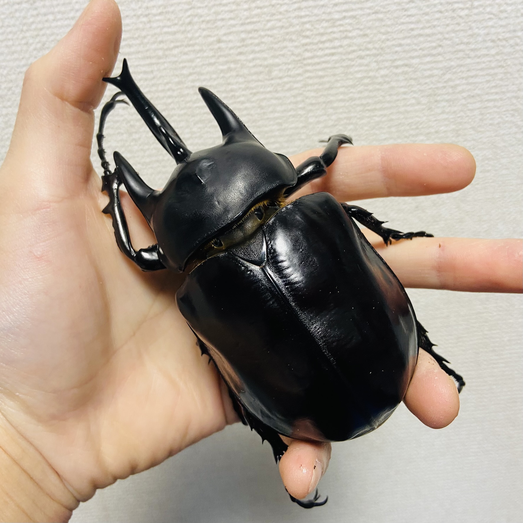 【WF1】レックスゾウカブト 成虫 オス 120mm アクティオンゾウカブト - 画像 (5)