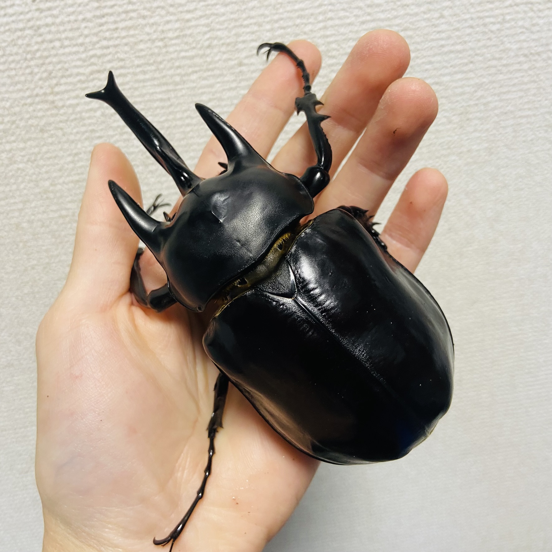 【WF1】レックスゾウカブト 成虫 オス 120mm アクティオンゾウカブト - 画像 (6)