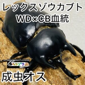 レックスゾウカブト 成虫 オス 92mm アクティオンゾウカブト