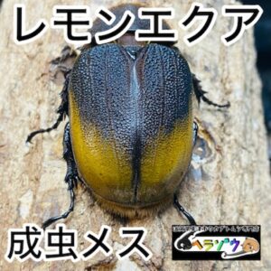 【檸檬エクア】 ヘラクレスオオカブト 亜種エクアトリアヌス 成虫 メス 66mm