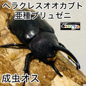 ヘラクレスオオカブト 亜種ブリュゼニ 成虫 オス 82mm 亜種トリニダーデンシス