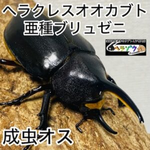 ヘラクレスオオカブト 亜種ブリュゼニ 成虫 オス 79mm 亜種トリニダーデンシス
