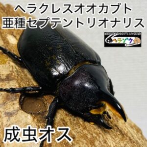 ヘラクレスオオカブト 亜種セプテントリオナリス 成虫 オス