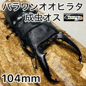 パラワンオオヒラタ 成虫 オス 104mm