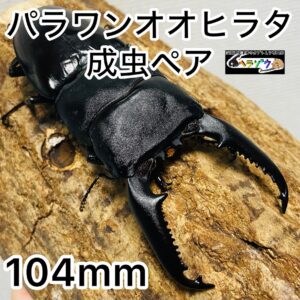 パラワンオオヒラタ 成虫 ペア 104mm